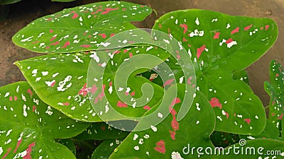 Verious colour of plant leaf Stock Photo
