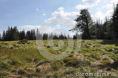 Verlorener Schachten with Carex brizoides near Frauenau Stock Photo