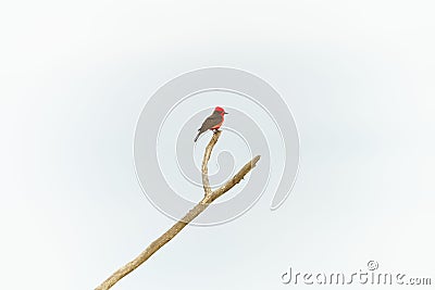 Vermilion flycatcher bird on tree branch against white background Stock Photo