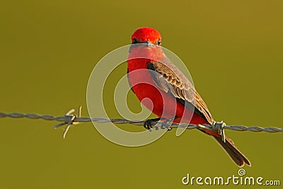 Vermilion Flycatcher, Pyrocephalus rubinus, beautiful red bird. Flycatcher sitting on the barbed wire with clear green Stock Photo