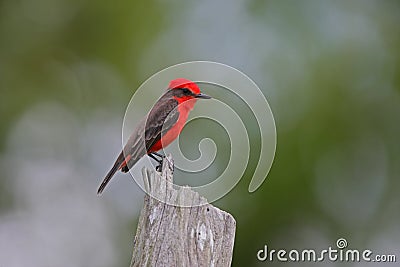 Vermilion flycatcher, Pyrocephalus rubinus Stock Photo