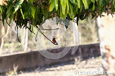 Vermillion Flycatcher (Pyrocephalus obscurus) in Brazil Stock Photo