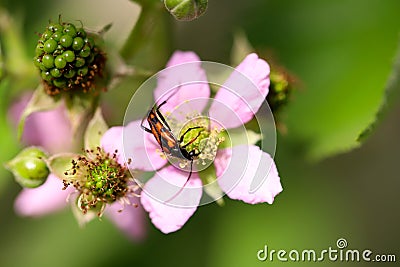 Vermin perched on blackberry blossom Stock Photo