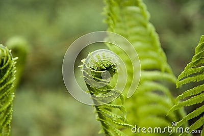 Vernal unfolding fern leaves. Young sprouts of fern of light green color. Forest plants. Stock Photo