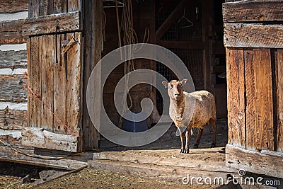 Sheep standing at an open barn door and looking at camera Editorial Stock Photo