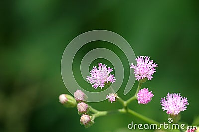 Vernonia cinerea Less flowers Stock Photo