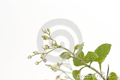 Vernonia cinerea Less grass on white background. Stock Photo