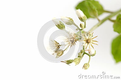 Vernonia cinerea Less grass on white background. Stock Photo