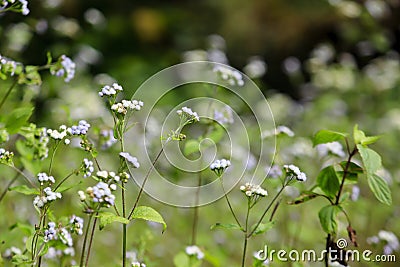 Vernonia cinerea in the meadow Stock Photo