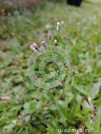 Vernonia cinerea Plant.Little Ironweed Ayurvedic medical plant. Monarakudumbiya plant. Stock Photo