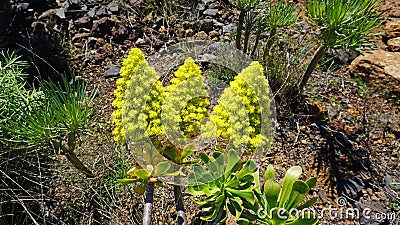 Verode or Kleinia neriifolia in bloom, endemic plant of the Canary Islands, yellow flowers Stock Photo