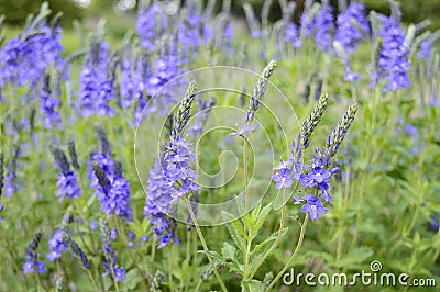 Veronica austriach bright blue flowers Stock Photo