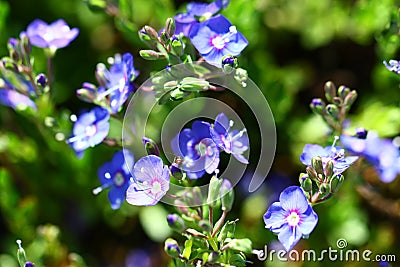 Veronica fruticans plant in bloom Stock Photo