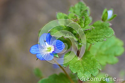 Veronica persica or Persian speedwell flower Stock Photo