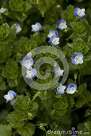 Veronica persica Poir Stock Photo