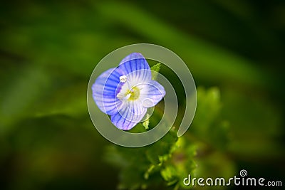 Veronica persica, a small blue flower Stock Photo