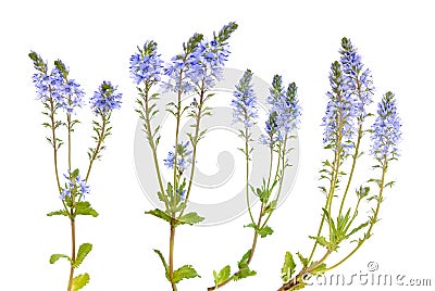 Veronica prostrata flowers isolated on white background Stock Photo