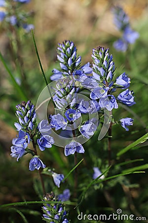 Veronica prostrata, the prostrate speedwell or rock speedwell flower in the spring Stock Photo
