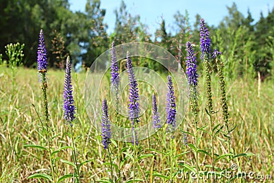 Veronica spicata Stock Photo