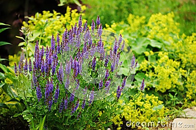 Veronica spikelet planted in mixed border with alchemilla mollis Stock Photo