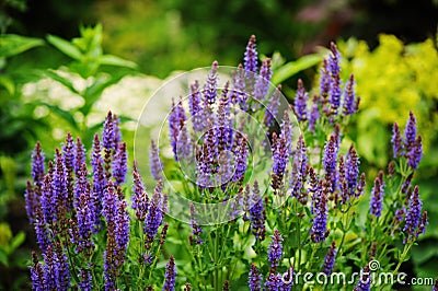 Veronica spikelet planted in mixed border with alchemilla mollis Stock Photo