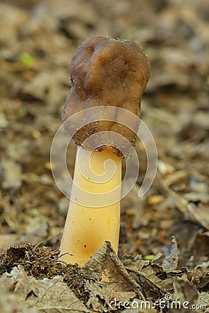 Verpa digitaliformis between litter Stock Photo