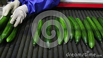 Verpakkende machine voor komkommer bij fabriek stock footage Verpakkende machine voor komkommer bij fabriek stock footage