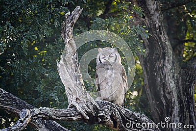 Verreaux Eagle-Owl in Kruger National park, South Africa Stock Photo