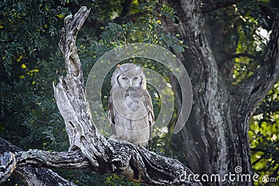 Verreaux Eagle-Owl in Kruger National park, South Africa Stock Photo