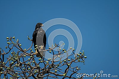 Verreaux eagle in tree under blue sky Stock Photo