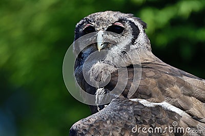 Verreaux`s eagle owl Bubo lacteus Stock Photo