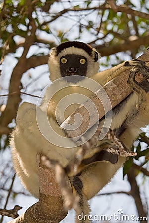 Verreaux's Sifaka Stock Photo