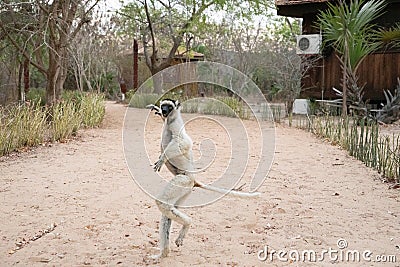 Verreaux's white sifaka with dark head Madagascar island fauna Stock Photo