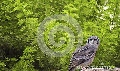 Verreaux eagle-owl, also commonly known as the milky eagle owl standing on a rock Stock Photo