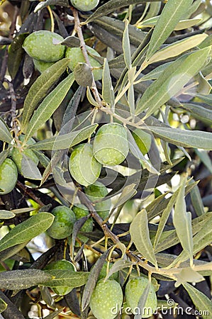 The Versatile and Nutritious Olive Stock Photo