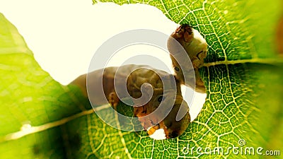 Verschlingender Grüner Baum Des Blattes Der Seidenraupe Im