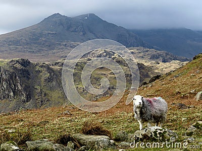 A Herdwick sheep guarding the Scafell Range, Cumbria Stock Photo