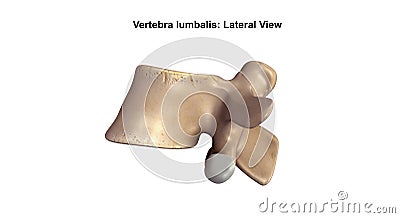 Vertebra lumbalis Lateral view Stock Photo