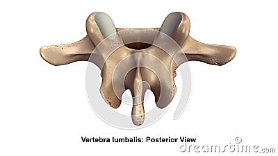 Vertebra lumbalis Posterior view Stock Photo