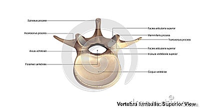 Vertebra lumbalis_Superior view Stock Photo