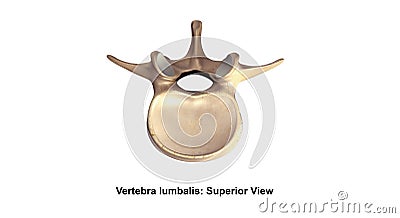 Vertebra lumbalis Superior view Stock Photo