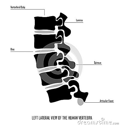 Vertebra view Vector Illustration