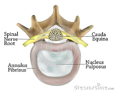 Vertebrae anatomy Stock Photo