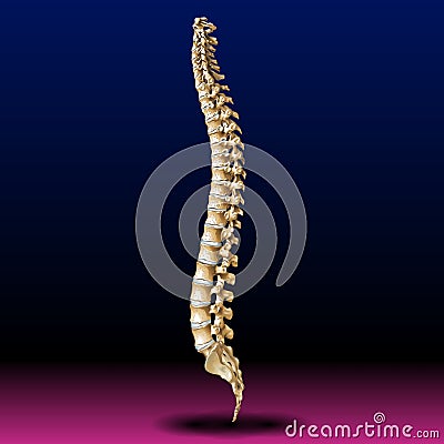 Back Bone - Vertebrae - Spine - Tailbone - Medical - Health - Graphic - Pharma Stock Photo