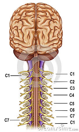 Vertebrae and nerves cervical plexus Stock Photo