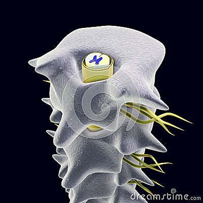 Vertebrae with spinal cord Cartoon Illustration