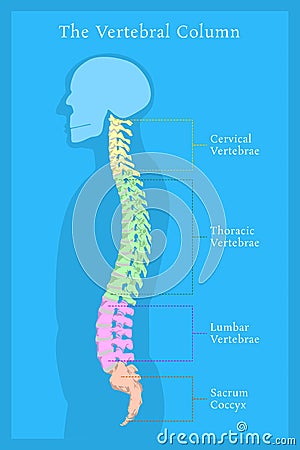 Vertebral Column. All Vertebrae Cervical Thoracic Lumbar Sacral Vector Illustration