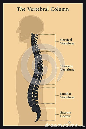 Vertebral Column. All Vertebrae Cervical Thoracic Lumbar Sacral Vector Illustration