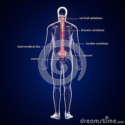 3d illustration of human body spinal bone anatomy Stock Photo