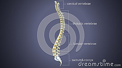 3d illustration of human body spinal bone anatomy Stock Photo